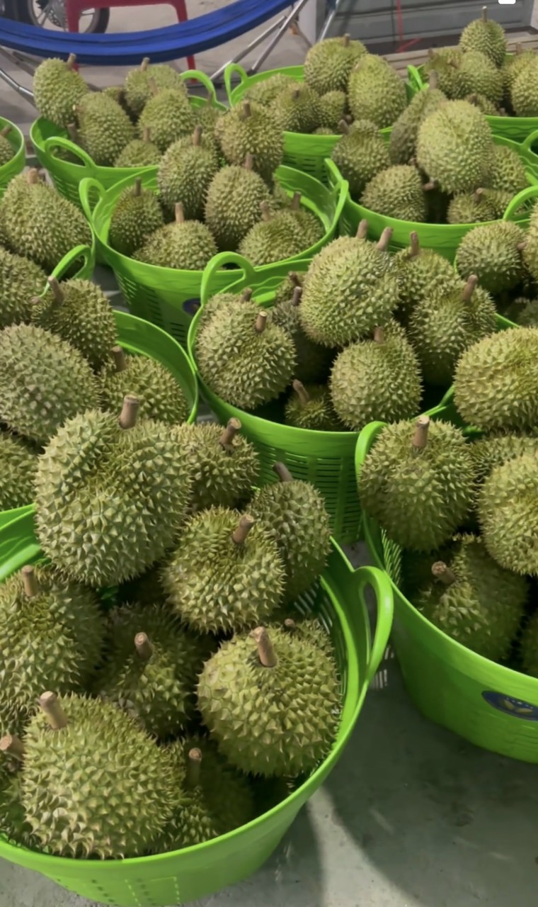 Sóng Nhựa 1